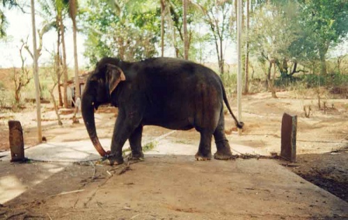 слон два слон два