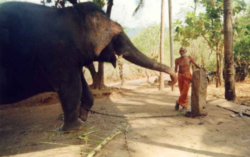 слон три :) слон три :)