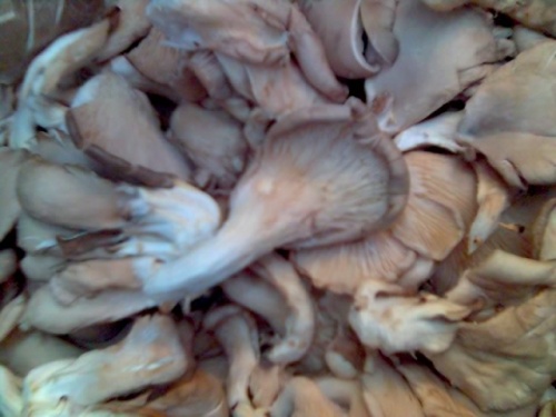 Незнакомые грибы-ну еще жив,и вкусные были