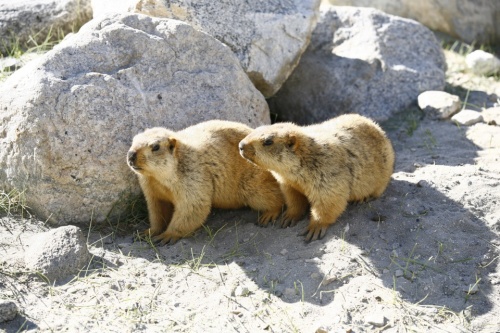 мормоты мормоты