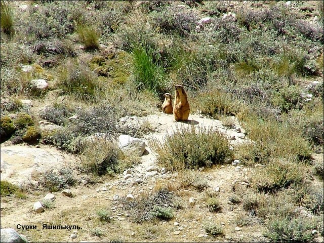 Фото 1 Фото 1