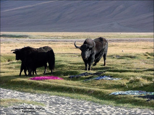 Кутасы (Яки) живущие у озера Булункуль, на высоте 3500м. Кутасы (Яки) живущие у озера Булункуль, на высоте 3500м.