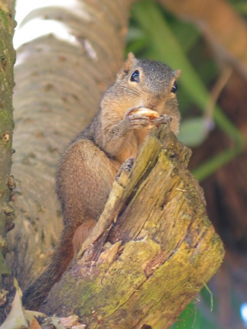 Отель Mount Lavinia. Пляж. Бурундук. Отель Mount Lavinia. Пляж. Бурундук.