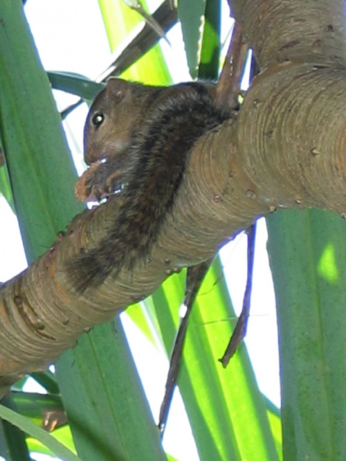 Отель Mount Lavinia. Пляж. Бурундук. Отель Mount Lavinia. Пляж. Бурундук.