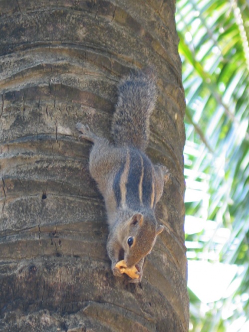 Отель Mount Lavinia. Пляж. Бурундук. Отель Mount Lavinia. Пляж. Бурундук.