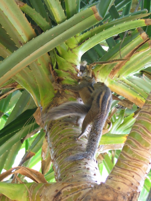 Отель Mount Lavinia. Пляж. Жизнь продолжается... Отель Mount Lavinia. Пляж. Жизнь продолжается...