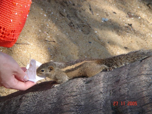 Отель Mount Lavinia. Пляж. Бурундук. Отель Mount Lavinia. Пляж. Бурундук.