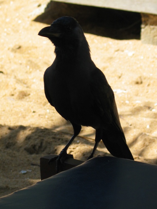 Отель Mount Lavinia. Птиц. Отель Mount Lavinia. Птиц.