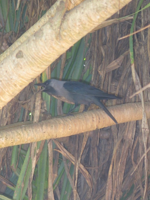 Отель Mount Lavinia. Кричит чего-то, ругается... Отель Mount Lavinia. Кричит чего-то, ругается...