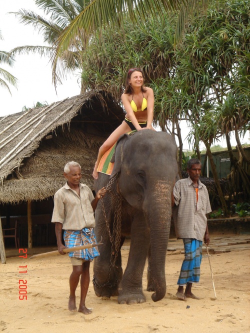 Отель Mount Lavinia. На слоне. Отель Mount Lavinia. На слоне.
