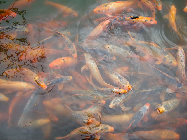 рыбьи морды рыбьи морды