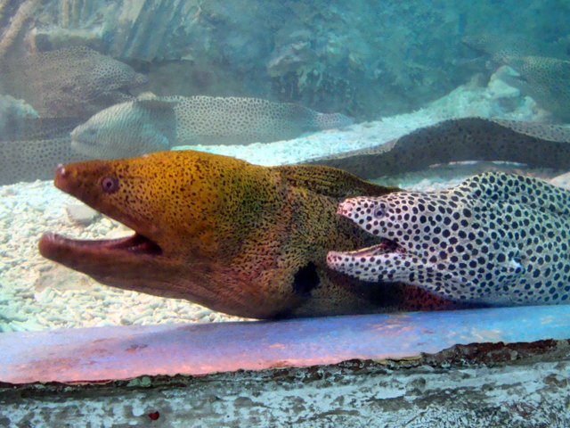 мурены мурены