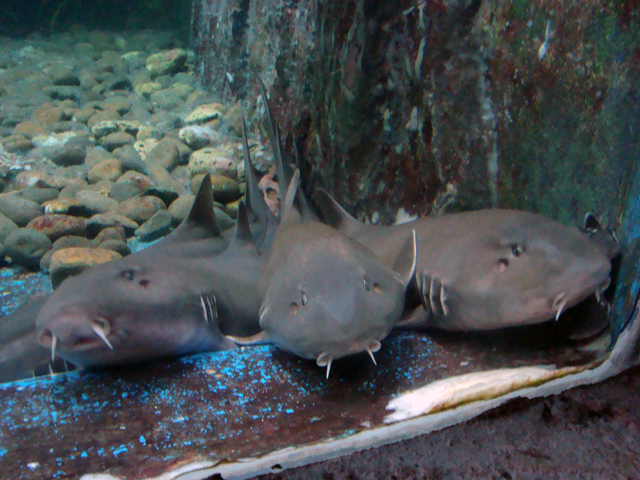 видимо, сомы видимо, сомы