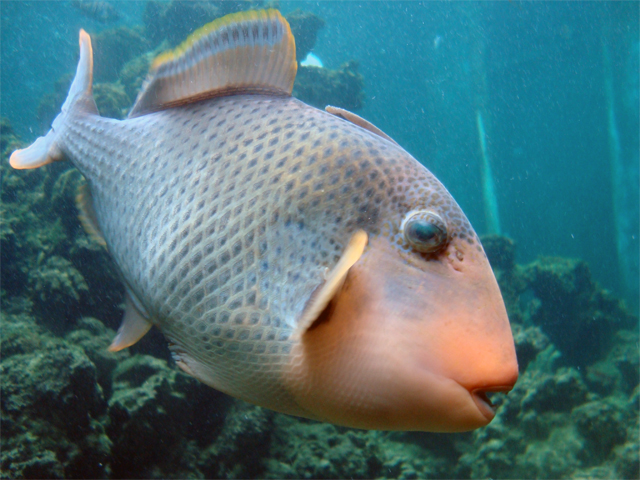 веселая рыбка веселая рыбка