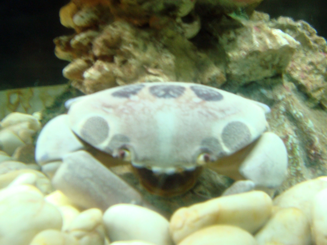 голубой краб голубой краб