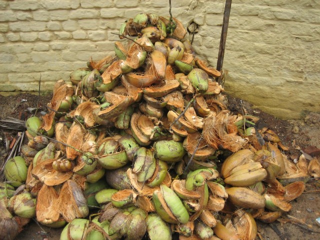 Вот в такие груды мусора потом превращаются эти экзотические фрукты, что падают прямо на землю. Потом это добро вывозят мусорные машины. Вот в такие груды мусора потом превращаются эти экзотические фрукты, что падают прямо на землю. Потом это добро вывозят мусорные машины.