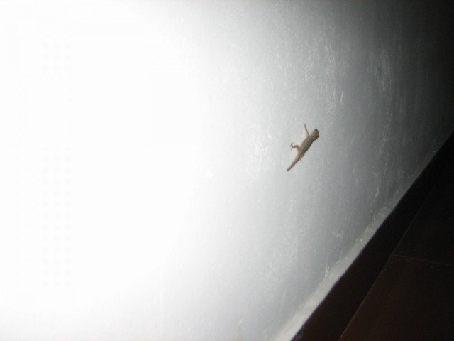 Тритончик ))) Тритончик )))