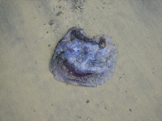 Единственный раз довелось увидеть медузу, выброшенную на берег