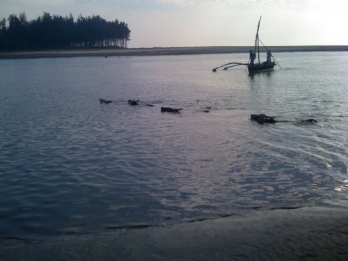 Коровы переплыли быстрее. Коровы переплыли быстрее.