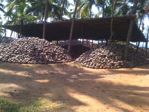 Кокосохранилище Кокосохранилище