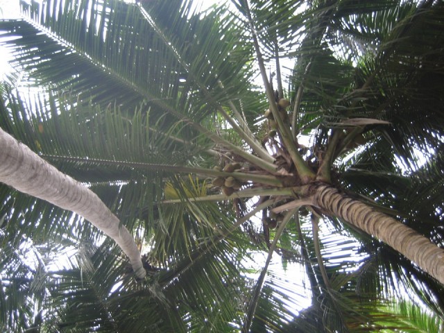 кокосы над моим балконом