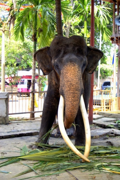 Это импозантный слон будет сегодня участвовать в шествии