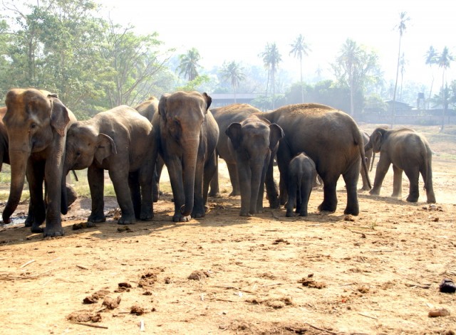 Есть - слонята ростом со слоновую ногу, а есть – ростом со слониху