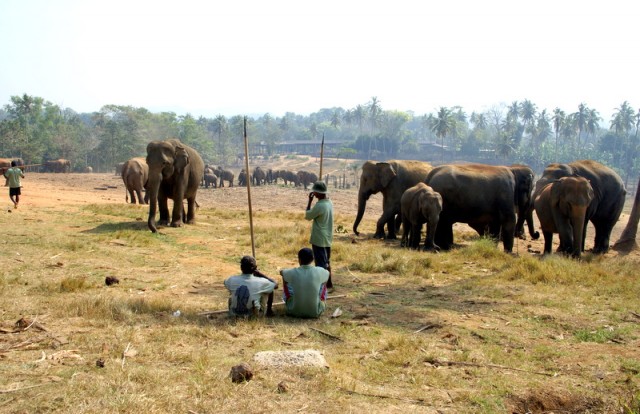 Слоновый питомник был создан в 1975 году. Выросшие здесь слоны спокойные и по территории можно свободно ходить