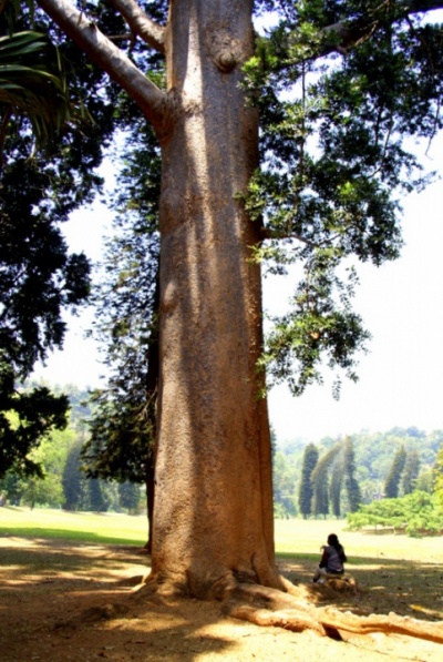 Древесные гиганты