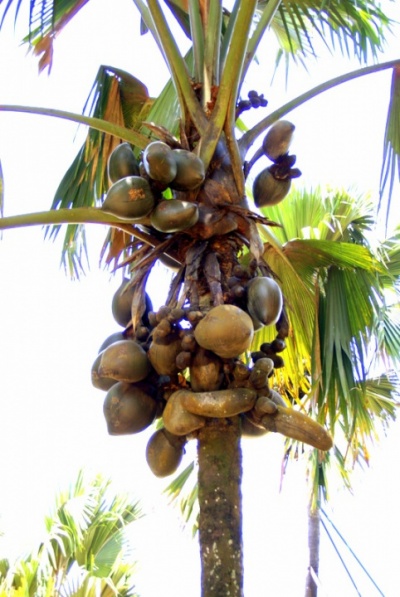 Двойные кокосы с Сейшельских островов