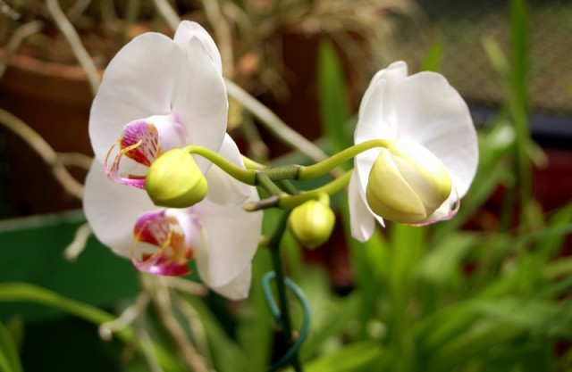 Орхидеи разводят из-за красоты и причудливости цветков