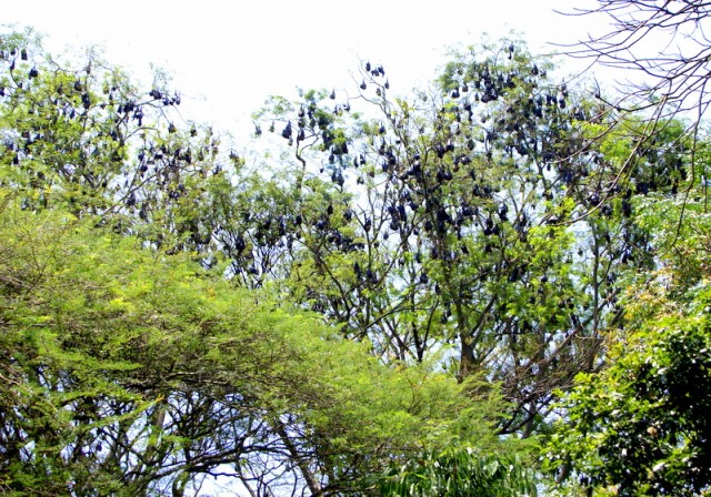 На деревьях гроздья спящих летучих мышей