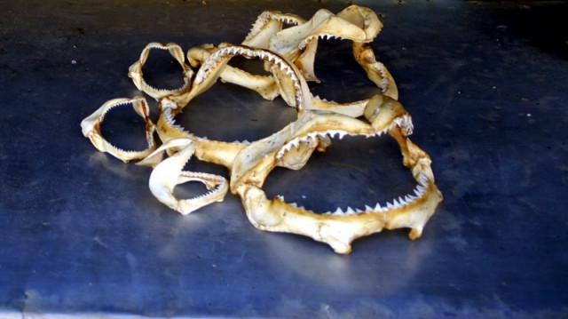 На рынке продается экзотика - челюсти акулы