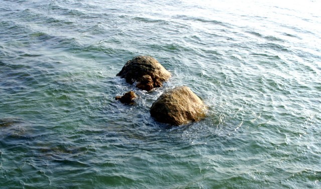 Каменные обитатели океана