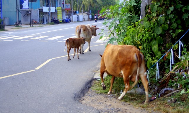 Коровы, также как в Индии прогуливаются по улицам  Бентоты