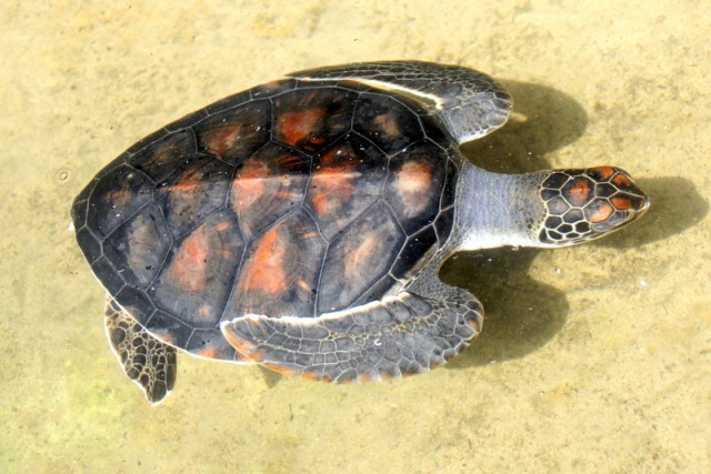Морскую черепаху биссу промышляют из-за красивых роговых щитков, покрывающих ее панцирь
