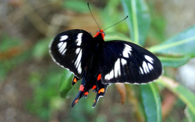 Редкая бабочка – «Парусник  гектор»