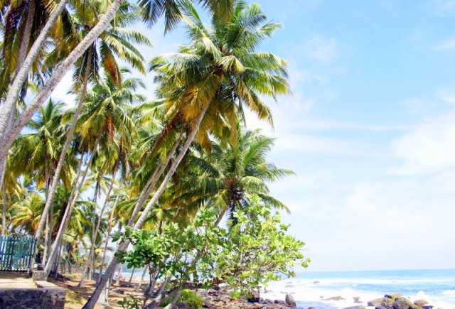 Кокосовые пальмы пышно разрослись на берегу