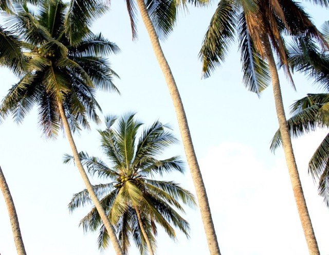 Кокосовые пальмы стройные и высокие, но не прямые