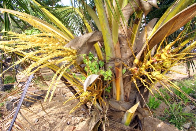 Цветущий кокос