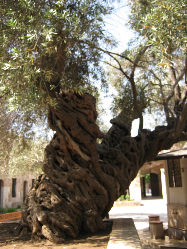 заковыристое дерево во дворе мечети
