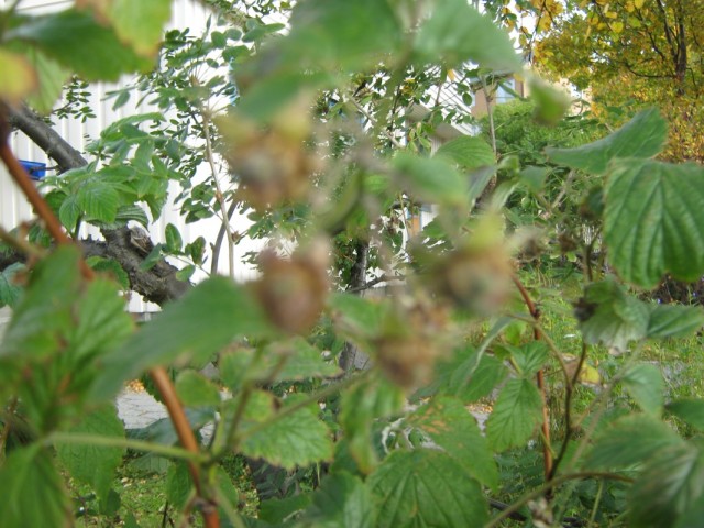 На малину солнышка не хватило :( На малину солнышка не хватило :(