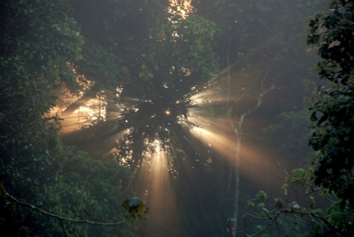 рассвет в джунглях