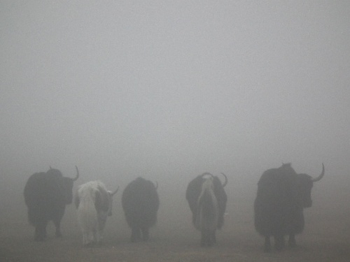 Пять яков в тумане