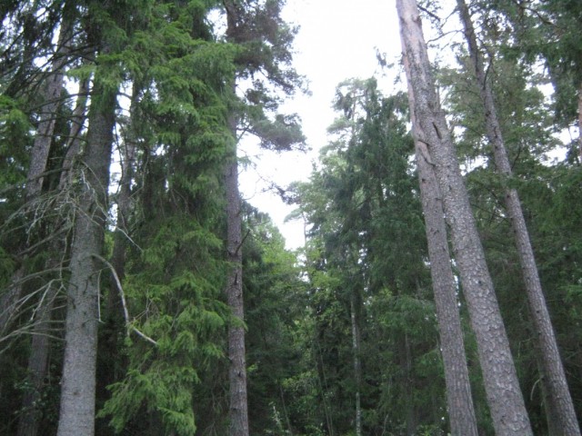 Усадьбу окружает лес Усадьбу окружает лес