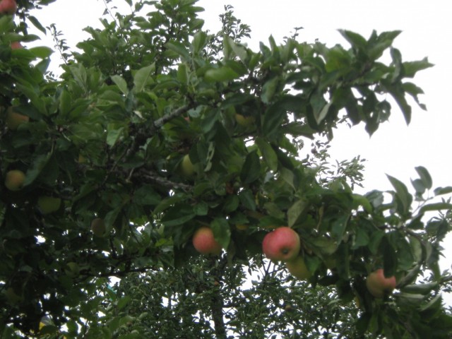 Яблоньки рядом с храмом Яблоньки рядом с храмом