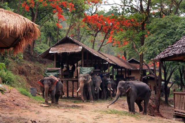 Слоновья деревня