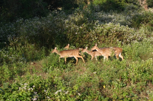 Nagarhole 2004 Nagarhole 2004