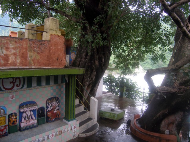 Священное дерево пипал (бодхи), за ним поворот и святая -святых - комната Бабаджи.
