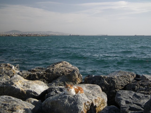 Стамбульский морской кот
